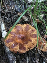 Russula senecis