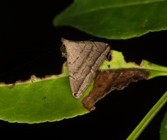 Lysimelia neleusalis