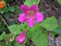 Lophospermum erubescens