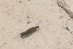 Termitinae