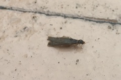 Termitinae