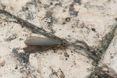 Termitinae