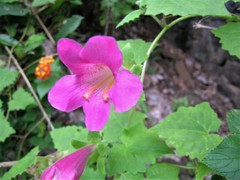 Lophospermum erubescens