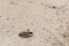 Termitinae