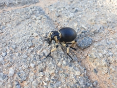 Brachycerus globosus