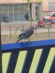 Garrulus glandarius