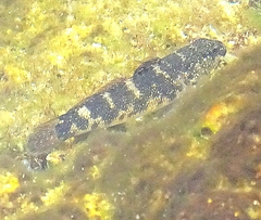 Mauligobius maderensis