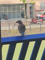 Garrulus glandarius