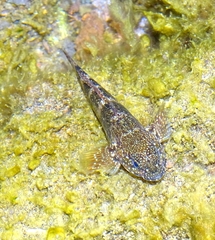 Mauligobius maderensis