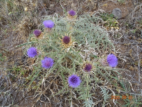 Cynara cardunculus subsp. flavescens image