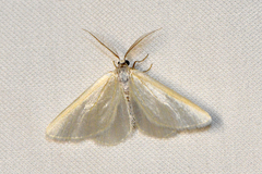 Leucesthes alba