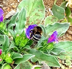 Amegilla quadrifasciata maderae