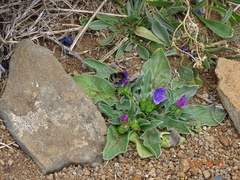 Amegilla quadrifasciata maderae
