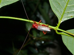 Phlebogryllacris venosa