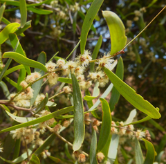 Acacia suaveolens