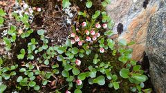 Harrimanella hypnoides