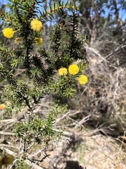 Acacia echinula