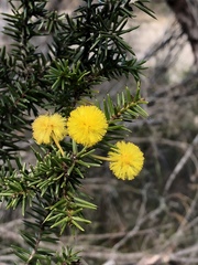 Acacia echinula
