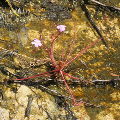 Drosera serpens
