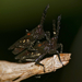 Tripetalocera ferruginea - Photo (c) Bernard DUPONT, some rights reserved (CC BY-SA)