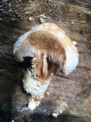 Hemipholiota