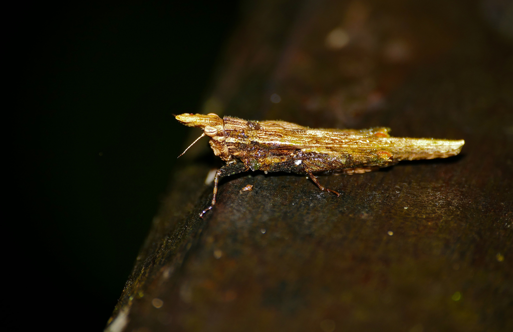 Rostella processus