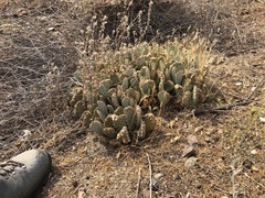 Opuntia basilaris brachyclada