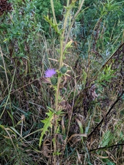 Cirsium vulgare
