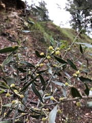 Acacia verniciflua