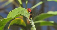 Aethriamanta nymphaeae