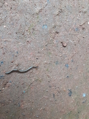 Diversibipalium andrewesi