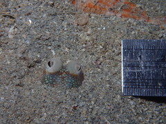 Sepiadarium austrinum