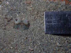 Sepiadarium austrinum