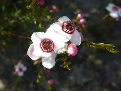 Chamelaucium uncinatum