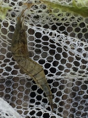 Palaemon paucidens