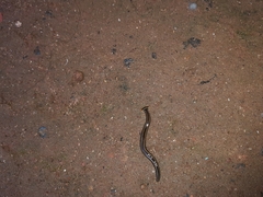 Diversibipalium andrewesi