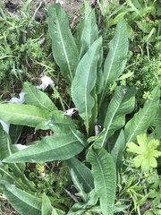 Cirsium heterophyllum