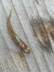Rhinogobius kurodai
