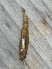 Rhinogobius kurodai