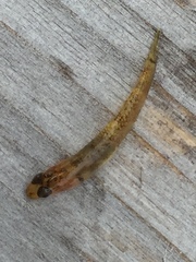 Rhinogobius kurodai