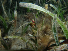 Posidonia australis