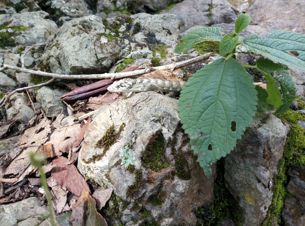 Sierra de Miahuatlán Abronia