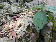 Abronia cuetzpali