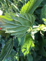 Urtica dioica sondenii