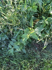 Urtica dioica sondenii