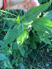 Urtica dioica sondenii