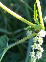 Urtica dioica sondenii