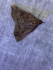Hypena edictalis
