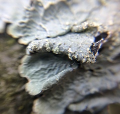 Crespoa crozalsiana