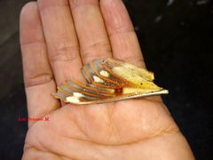 Citheronia splendens